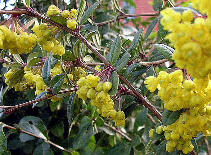 Berberis-julianae1