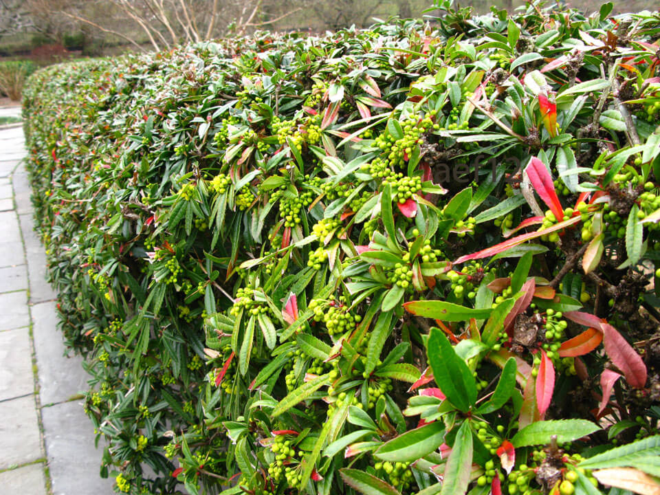 Berberis-julianae2
