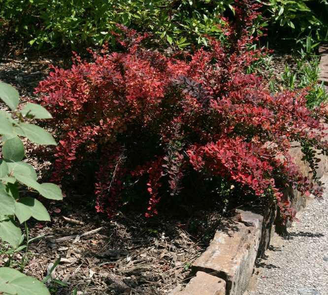 Berberis-thunbergiiAtropurpurea3