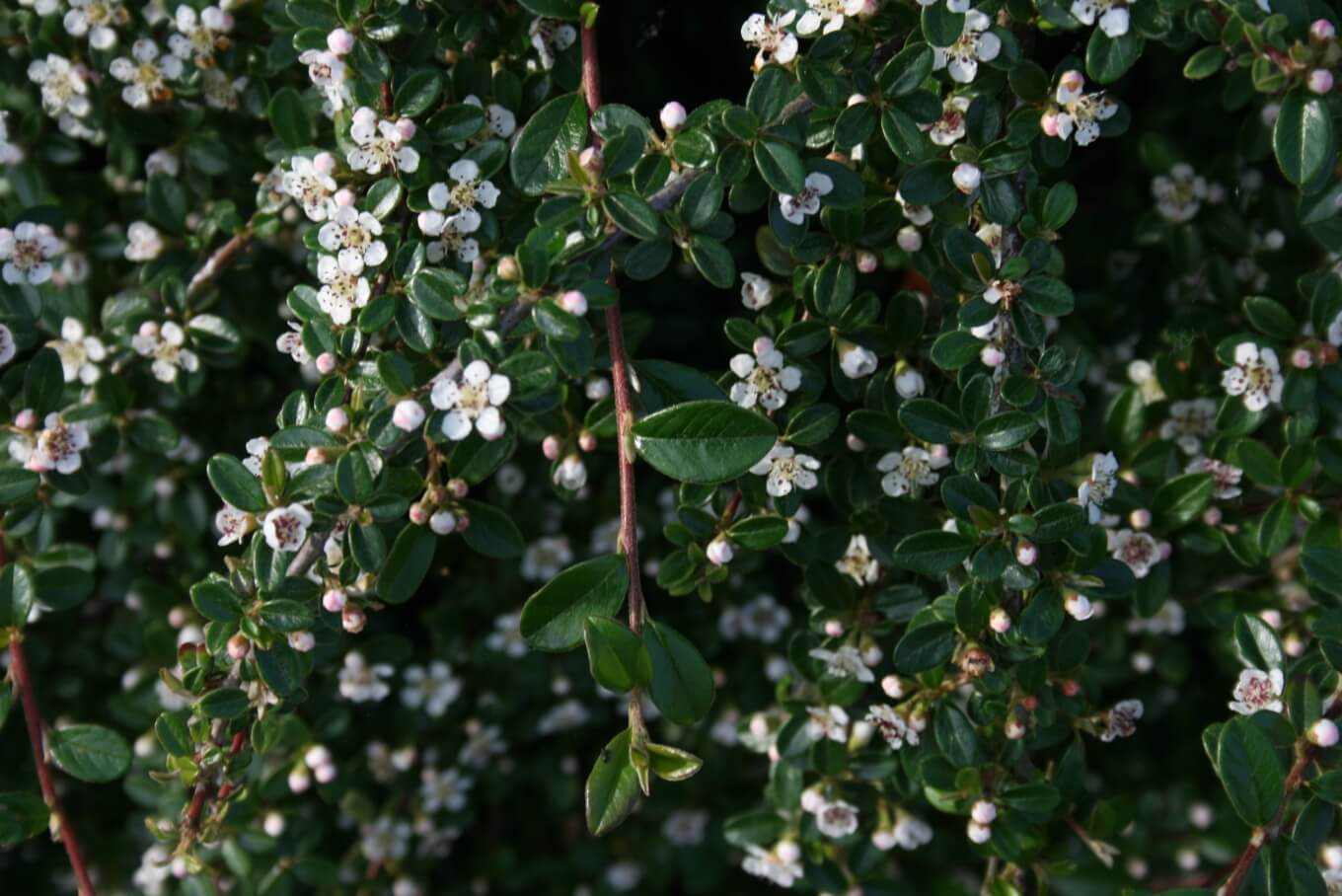 Cotoneaster-radicans-Eichholz-2