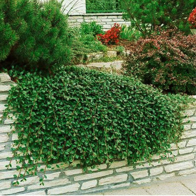 Cotoneaster-radicans-Eichholz-3