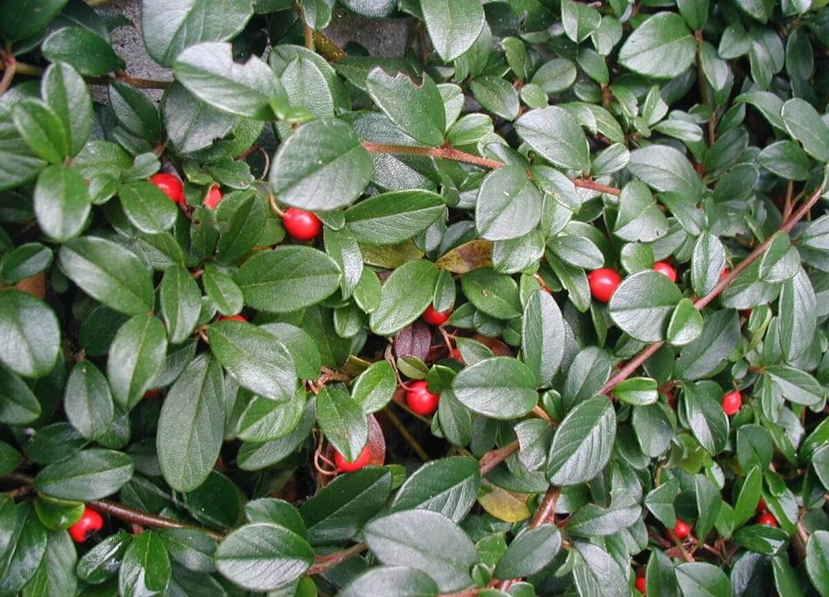 Cotoneaster-radicans-Eichholz-4