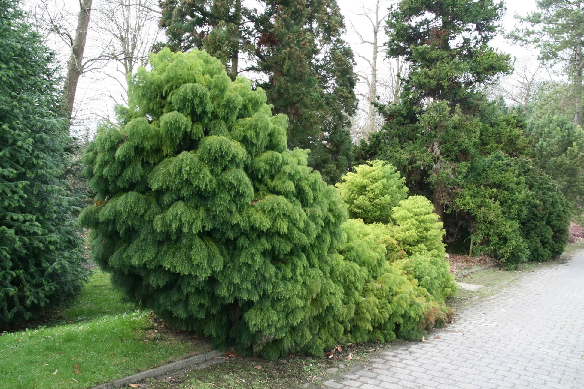Cryptomeria-japonicaElegansViridis