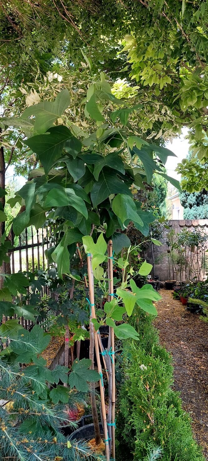 Liriodendron tulipifera-1