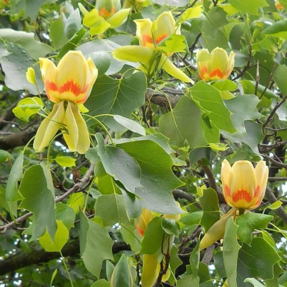 Liriodendron tulipifera-2