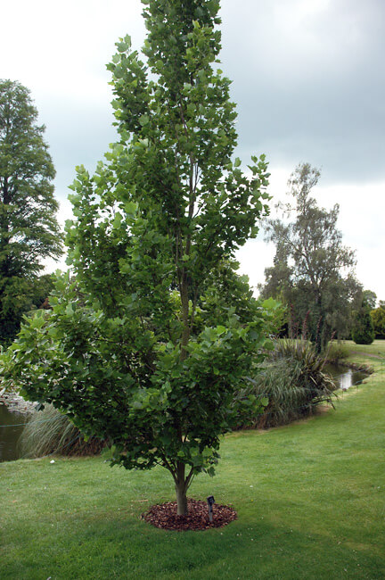 Liriodendron tulipifera-3