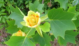 Liriodendron tulipifera-4