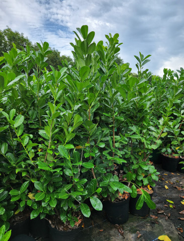 Prunus_laurocerasus2_Baumgartner