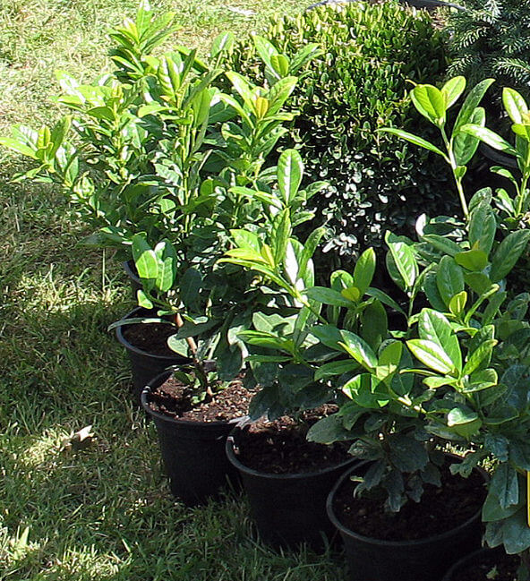 Prunus_laurocerasus3_Baumgartner