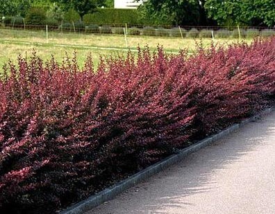 berberis-thunbergii-atropurpurea2