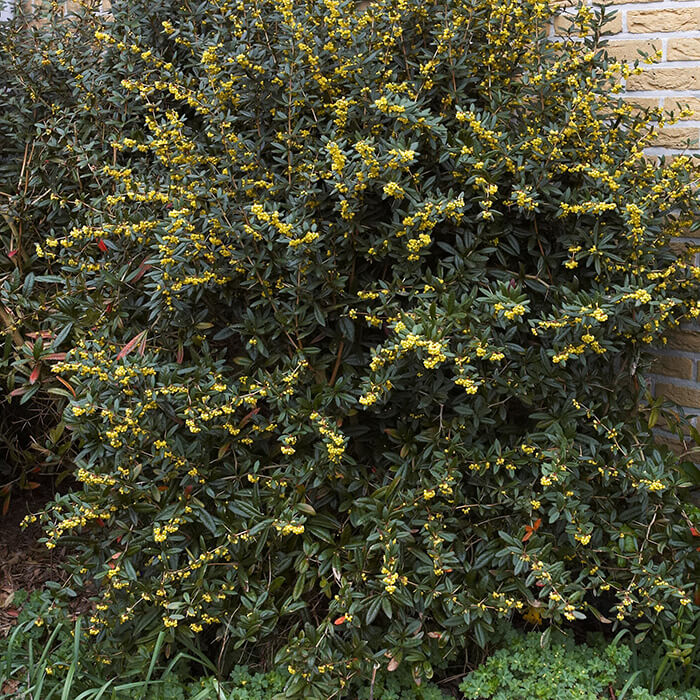 berberis_julianae3