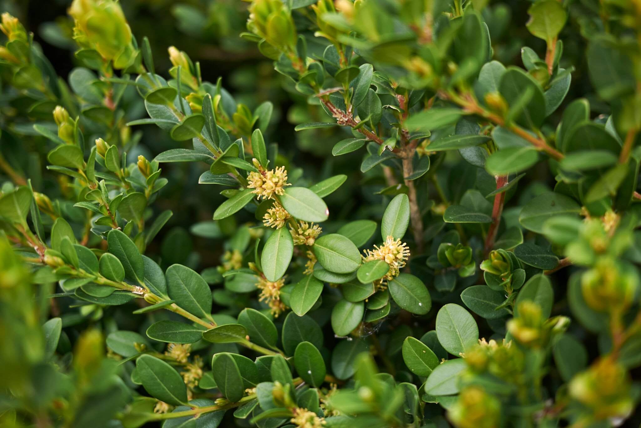 buxus_sempervirens_suffruticosa2