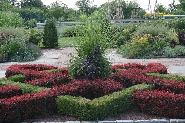 buxus_sempervirens_suffruticosa3