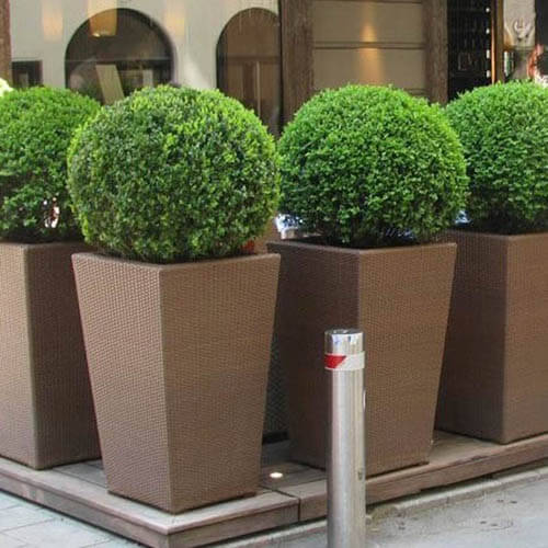 buxus_sempervirens_suffruticosa4