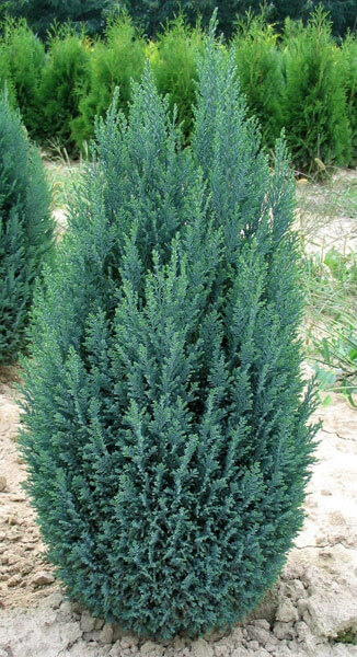 chamaecyparis-ellwoodii-3