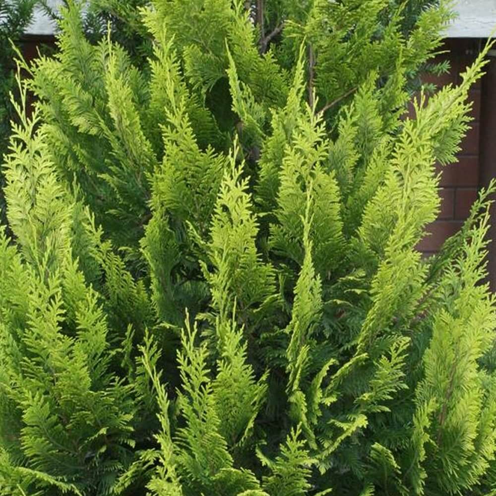 chamaecyparis-lawsoniana-alumii-gold-2