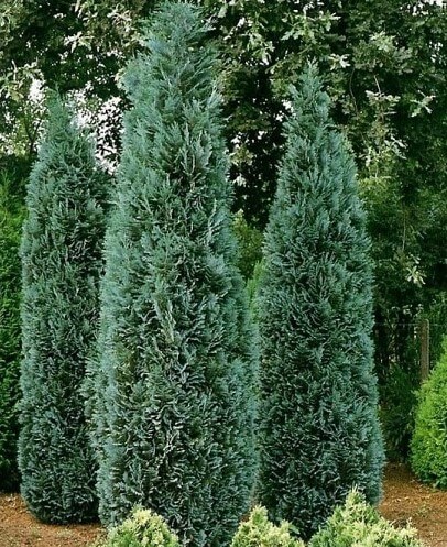 chamaecyparis-lawsoniana-columnaris4