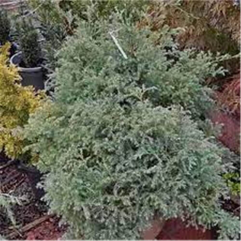 chamaecyparis-pisifera-squarrosa_2