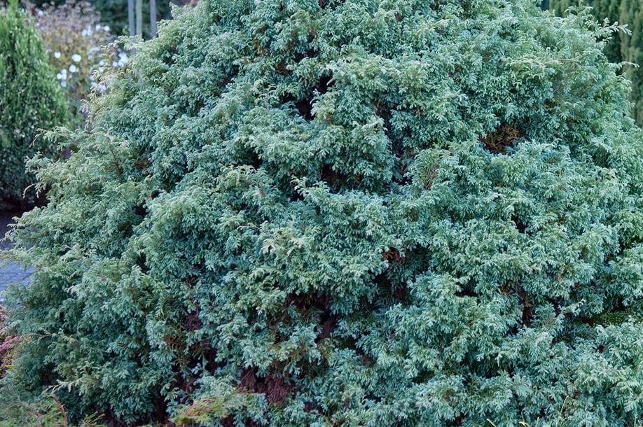 chamaecyparis-pisifera-squarrosa_3