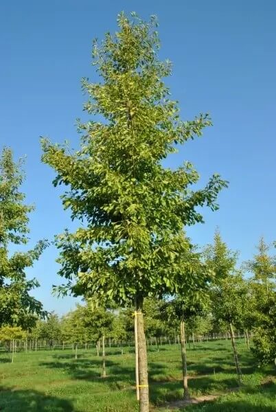 ginkgo-biloba-saratoga1