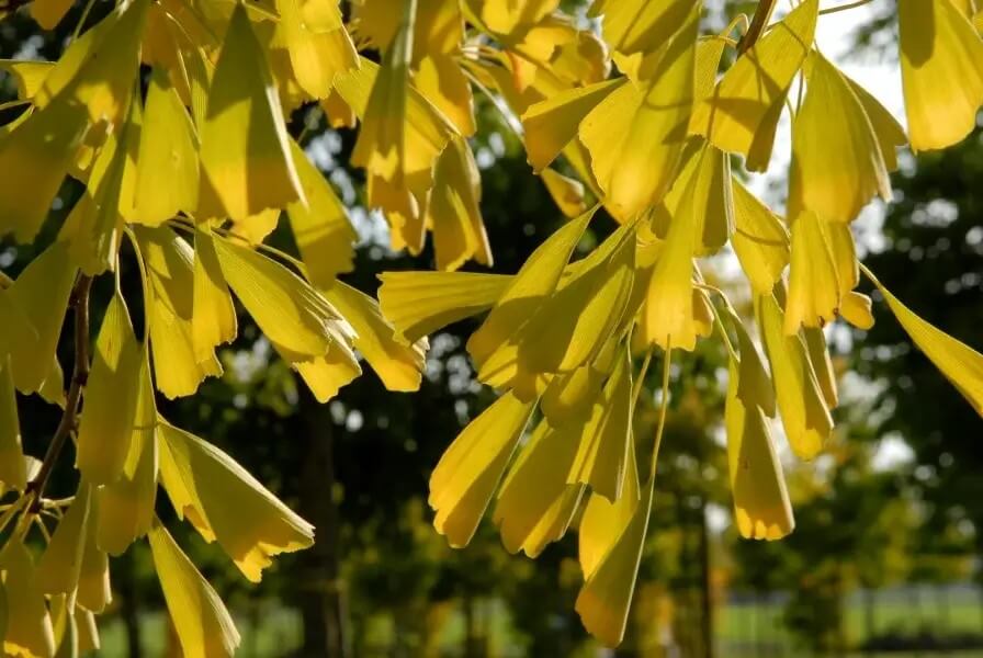 ginkgo-biloba-saratoga2