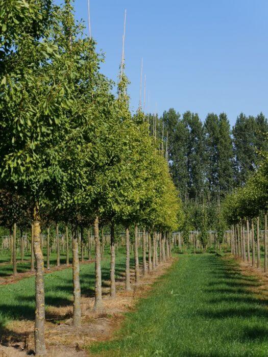 ginkgo-biloba-saratoga3