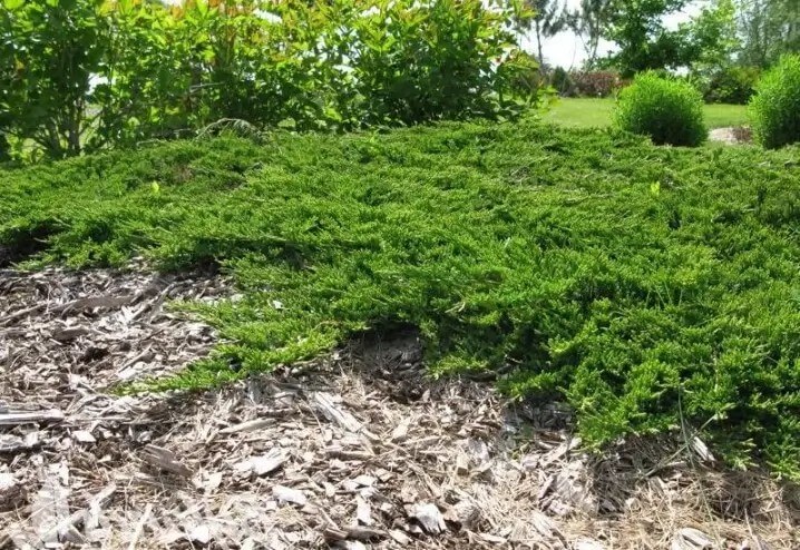 juniperus-horizontalis-prince-of-wales-1