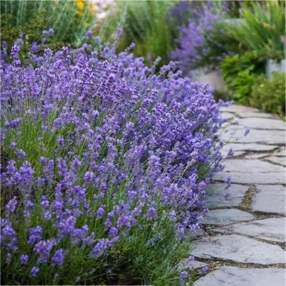 lavanda-angustifolia-munstead-2