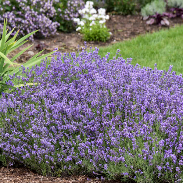 lavanda-angustifolia-munstead-3