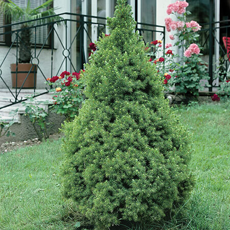 picea_glauca_conica_2