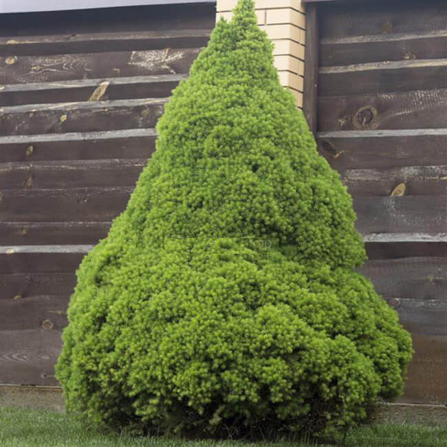 picea_glauca_conica_3