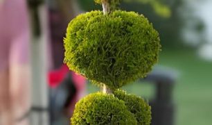 Thuja occidentalis ‘Topiary’