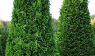 Thuja plicata 'Gelderland'